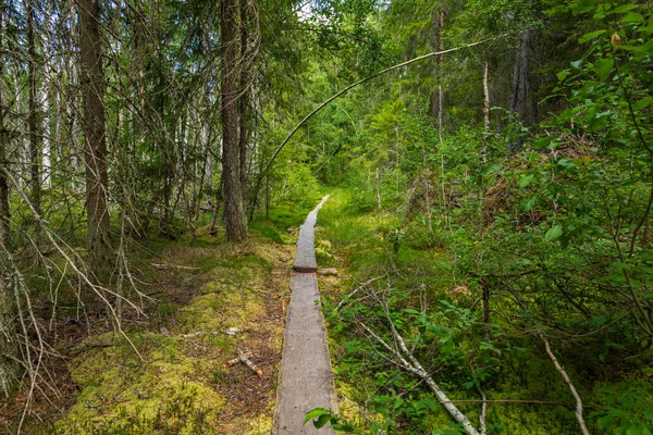 쿠르젠라카 국립공원. 자연 트레일. 여름의 녹색 숲 — 스톡 사진