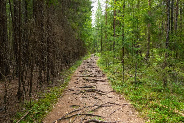 Nationaal Park kurjenrahka. Natuurpad. Groen bos in de zomer — Stockfoto