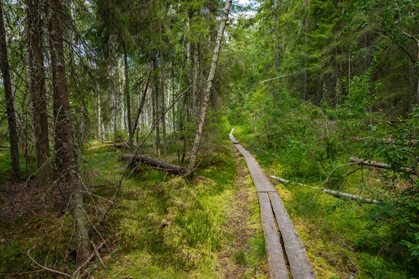 Hiking trail in scandinavian national park in a wetland bog. Kur — Stock Photo, Image