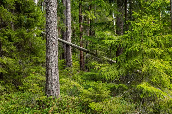 Национальный парк Курженрахка. Природный след. Зеленый лес летом — стоковое фото