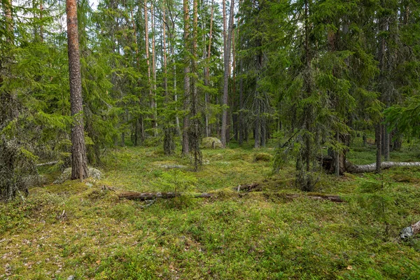 Nationaal Park kurjenrahka. Natuurpad. Groen bos in de zomer — Stockfoto