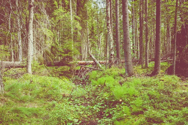 Parque Nacional Kurjenrahka. Sendero natural. Bosque verde en verano — Foto de Stock