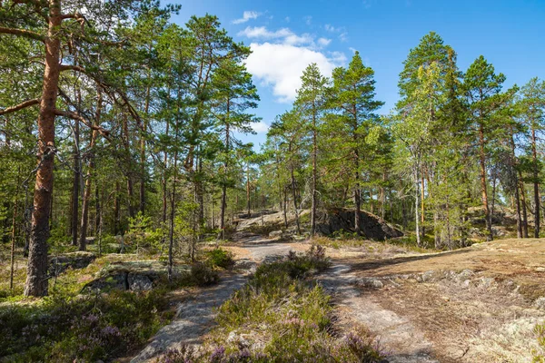 Nationaal Park kurjenrahka. Natuurpad. Groen bos in de zomer — Stockfoto