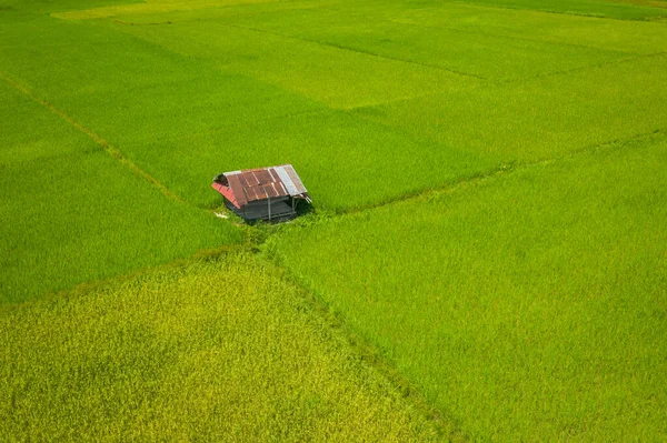 Veduta aerea di risaie verdi e montagne, risaie a V — Foto Stock