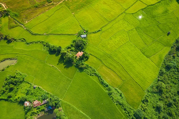 Aerial view of green rice fields and mountains, paddy field at V — Stock Photo, Image