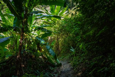 Luang prabang 'da Tad Sae Şelalesi, Laos.