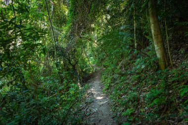Luang prabang 'da Tad Sae Şelalesi, Laos.