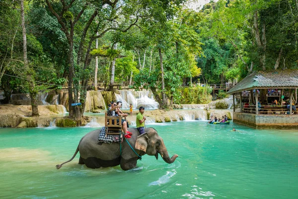 Luang Prabang, Laos - 12. října 2019: Slon v Tad Sae Wate — Stock fotografie