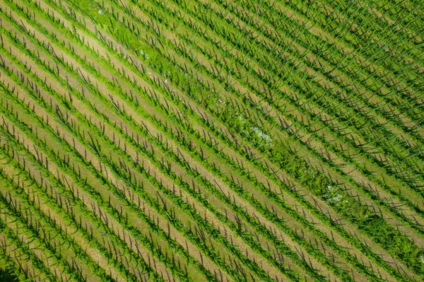 Vista Aérea Del Huerto Frutal Árboles Fila — Foto de Stock