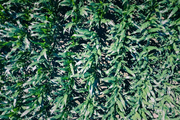 Dron Powietrzny Widok Góry Pola Uprawnej Zielonej Kukurydzy Abstrakcyjna Faktura — Zdjęcie stockowe