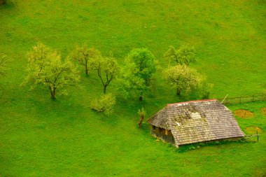 Yeşil bir alana yalnız evde