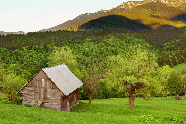 Одинокий Дом Зеленом Поле — стоковое фото