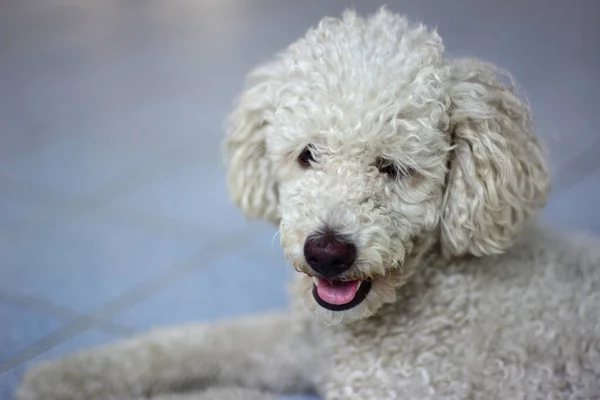 Perro Caniche Blanco Antes Bañarse Con Fondo Natural —  Fotos de Stock