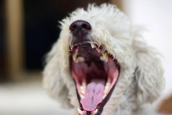 Perro Caniche Blanco Antes Bañarse Con Fondo Natural —  Fotos de Stock