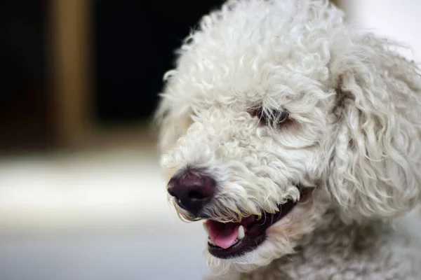 Perro Caniche Blanco Antes Bañarse Con Fondo Natural —  Fotos de Stock