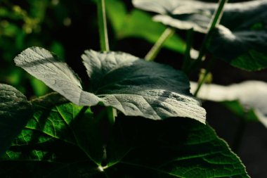 Balkabağı seçici odaklanmayı doğal arkaplan ile bırakır.