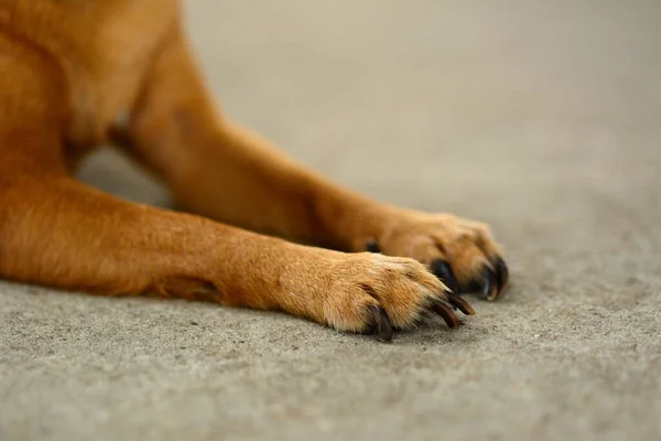 Ben Ung Brun Chihuahua Hund Med Naturlig Bakgrund — Stockfoto