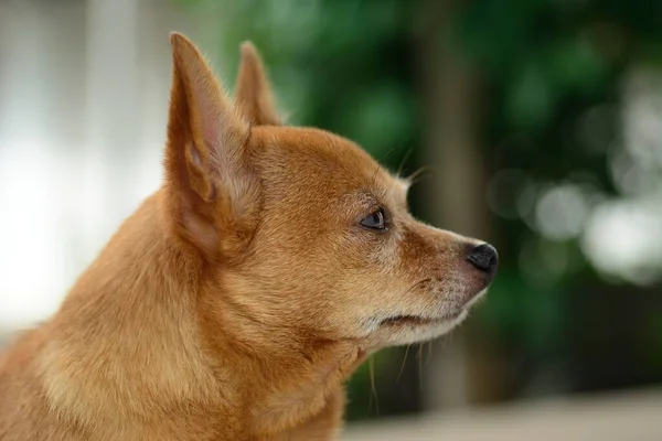 Joven Perro Chihuahua Marrón Con Fondo Natural —  Fotos de Stock