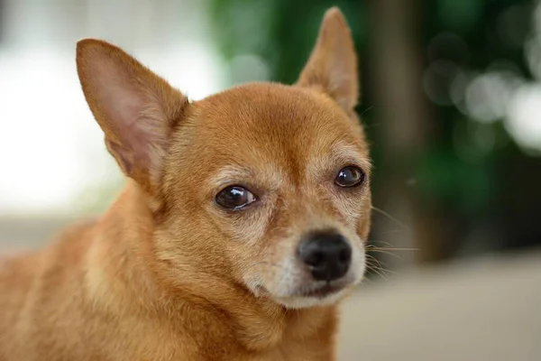 Jonge Bruine Chihuahua Hond Met Natuurlijke Achtergrond — Stockfoto