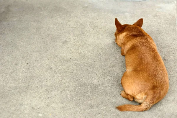 Fiatal Barna Chihuahua Kutya Természetes Háttér — Stock Fotó