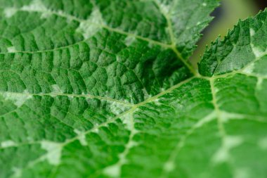 Soyut kabak yeşil yaprak dokusu bulanık arkaplan.