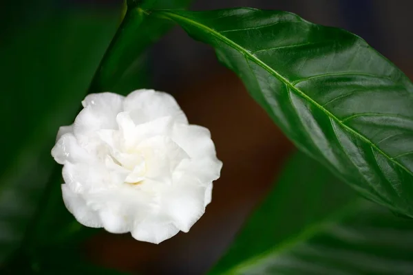 White Gardenia Flower Genus Flowering Plants Coffee Family — Stock Photo, Image