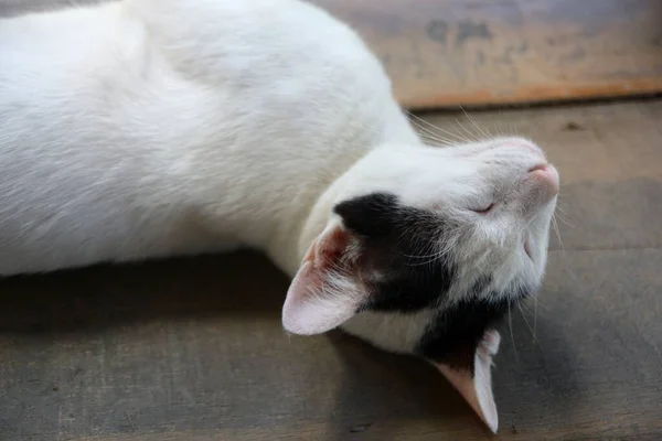 Vit Ung Katt Liggande Naturlig Trä Planka — Stockfoto