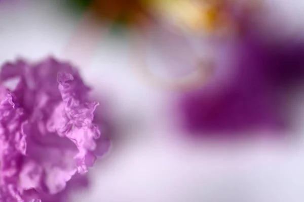 Фиолетовый Креп Мирт Цветы Изолированы Белом Фоне — стоковое фото