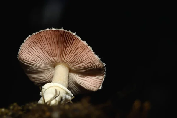 在自然黑暗背景下分离的棕色野生蘑菇 — 图库照片