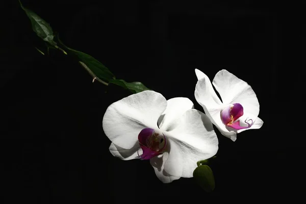 White Pink Phalaenopsis Orchid Isolated Black Background — Stock Photo, Image