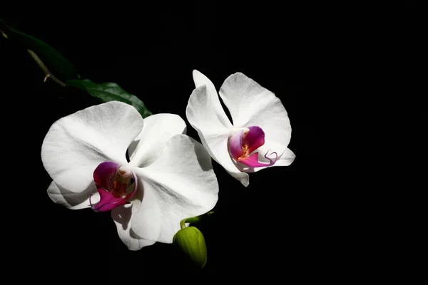White Pink Phalaenopsis Orchid Isolated Black Background — Stock Photo, Image