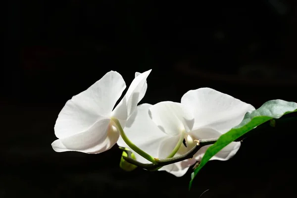 White Pink Phalaenopsis Orchid Isolated Black Background — Stock Photo, Image
