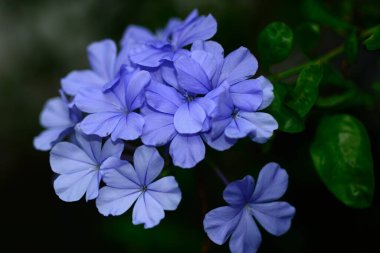 Cape leadwort or white plumbago flowers with natural blurred background. clipart