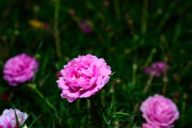 Purslane ya da Moss gül çiçekleri doğal bulanık arkaplan.