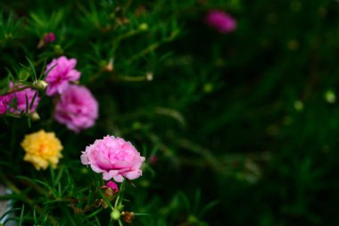 Purslane ya da Moss gül çiçekleri doğal bulanık arkaplan.