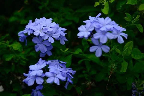 Cape Leadwort White Plumbago Flowers Natural Blurred Background — Stock Photo, Image