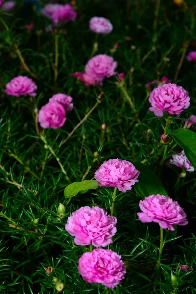 Purslane Moss Rosa Flores Com Fundo Desfocado Natural — Fotografia de Stock