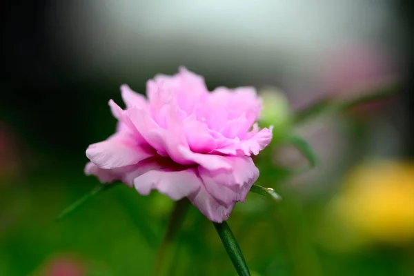 Purslane Moss Rose Flower Natural Blurred Background — Stock Photo, Image