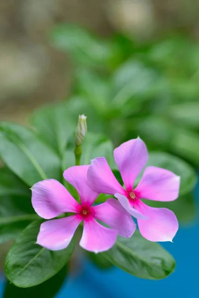 Квітка Водяної Квітки Саду Природним Світлим Фоном — стокове фото