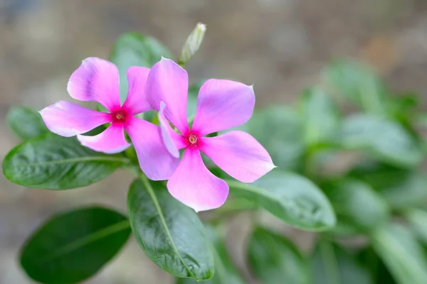 Řeřicha Setá Květina Zahradě Přirozeným Světlem Pozadí — Stock fotografie
