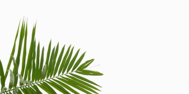 Beyaz arkaplanda kopyalama alanı olan palmiye yaprağı izole edildi.