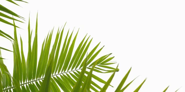 Пальмовые Листья Изолированы Белом Фоне Копированием Пространства — стоковое фото