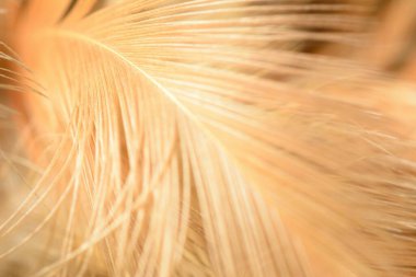 Soyut tavuk tüyü dokusu arka plan yumuşak odak.