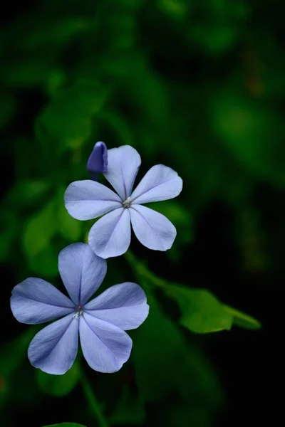 天然のぼやけた背景のあるヨモギや白い株の花を岬 — ストック写真