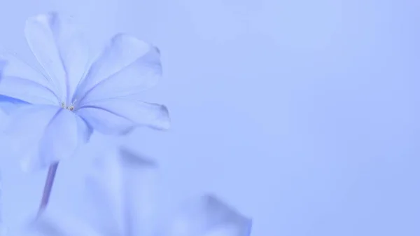 Cape Leadwort White Plumbago Flowers Natural Blurred Background — Stock Photo, Image