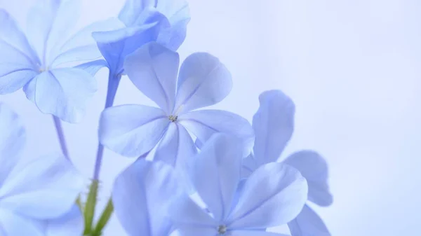 Cape Leadwort White Plumbago Flowers Natural Blurred Background — Stock Photo, Image