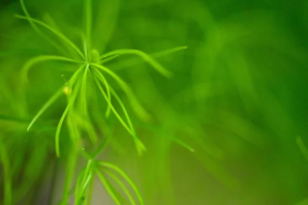 Вид Крупным Планом Природу Размытых Зеленых Листьев Фона Саду Копировальным — стоковое фото