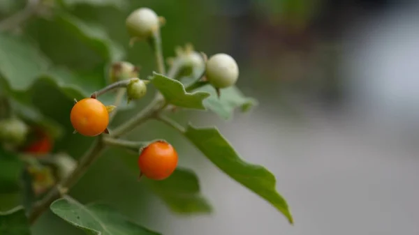 Widok Naturę Jagody Indyka Solanum Torvum Naturalnym Tłem — Zdjęcie stockowe
