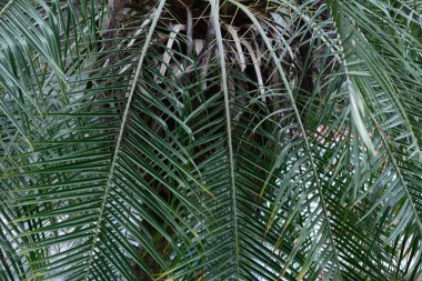 Beyaz arka planda palmiye yaprakları deseni.