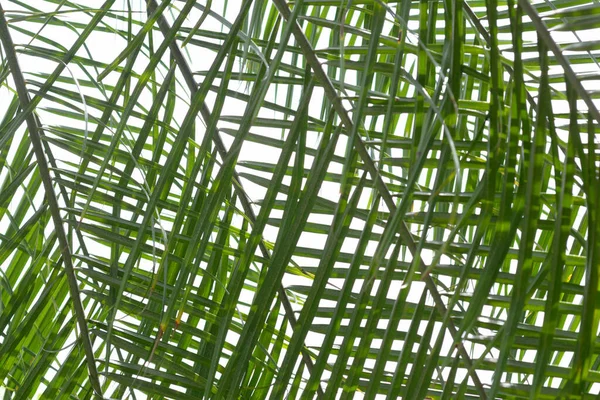Візерунок Пальмових Листя Ізольовано Білому Тлі — стокове фото